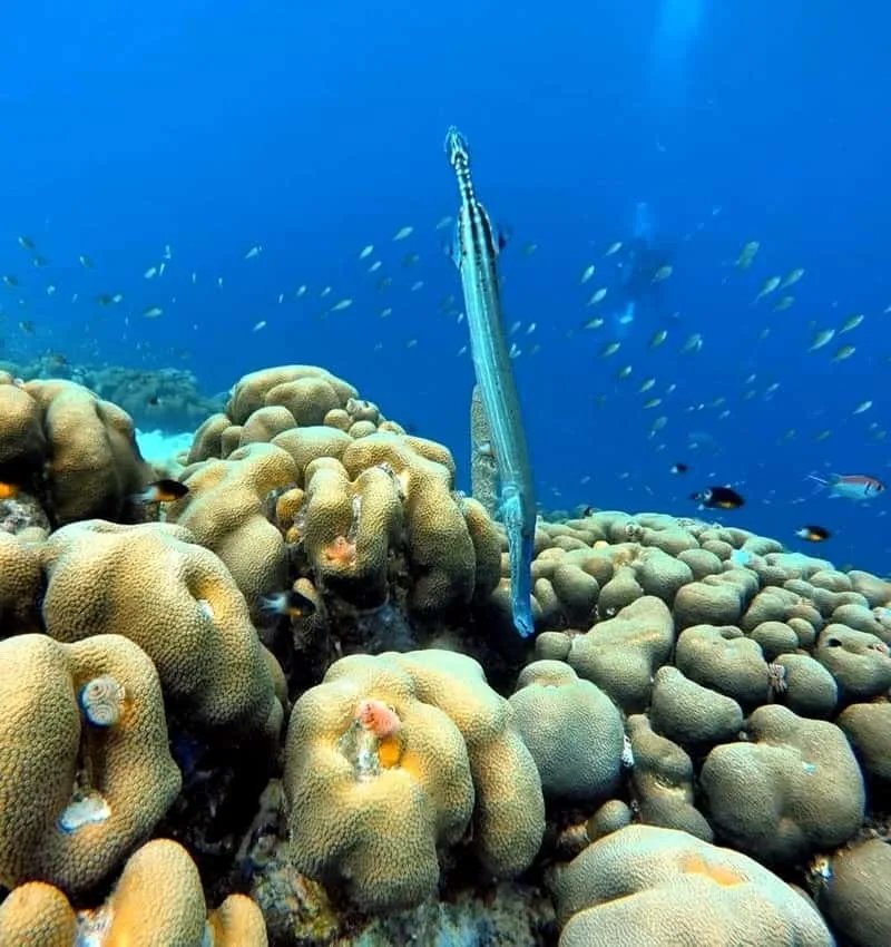 Klein Bonaire diving, Bonaire, ABC Islands