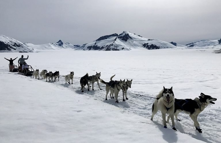 Dogs Sledding in Juneau Cruise Port