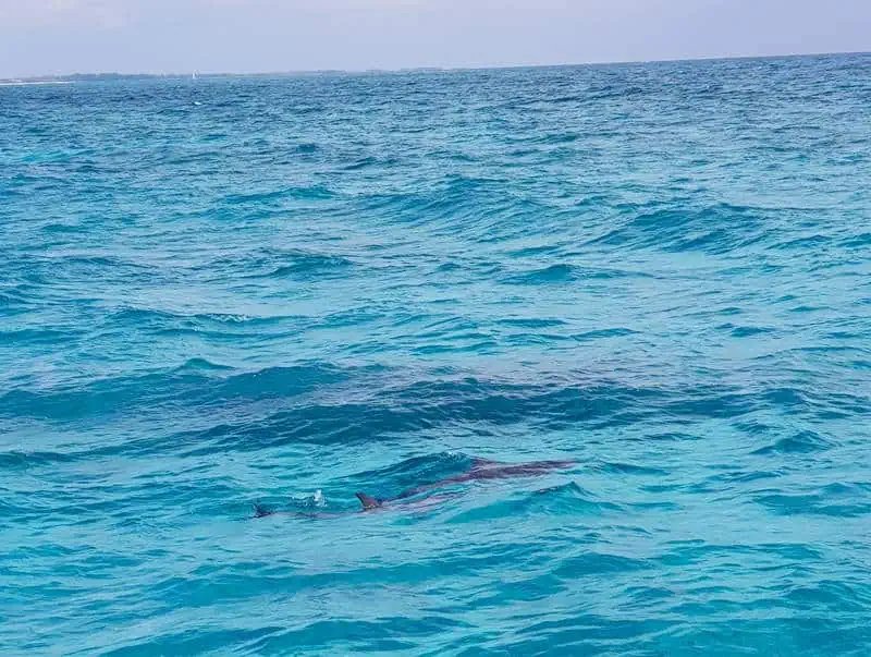 Freeport dolphins