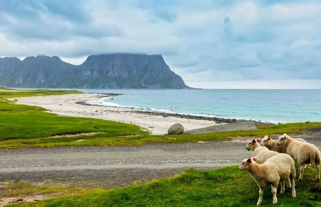 Haukland Beach Norway - popular stop from Leknes cruise port
