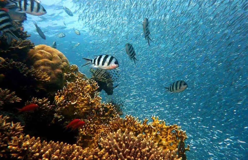 Champagne Reef Dominica